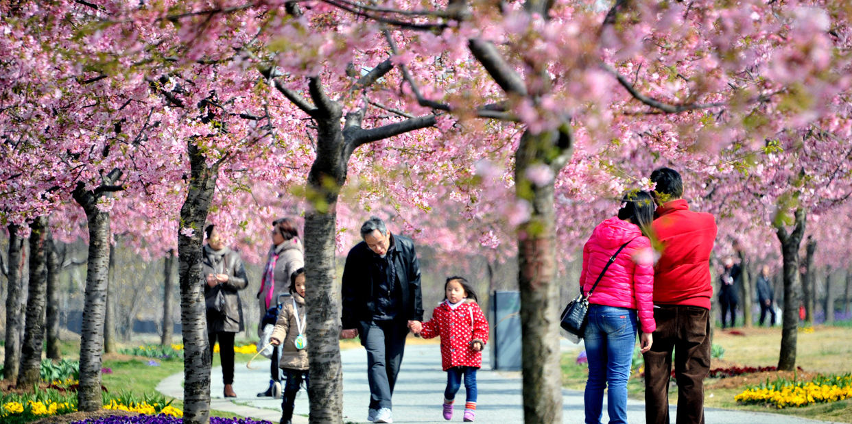 上海赏樱花的地方？盘点上海十大可以看樱花位置