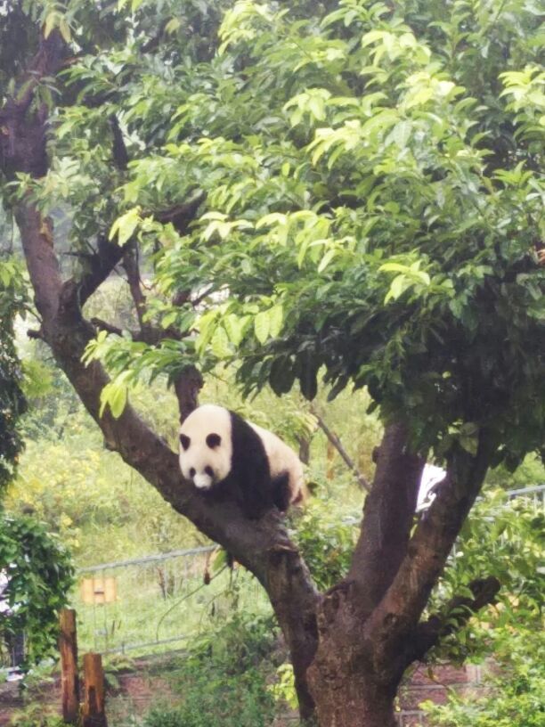 去熊猫基地必须要早点，才能赶上它们喂食。原以为下大雨今天的行程会泡汤，