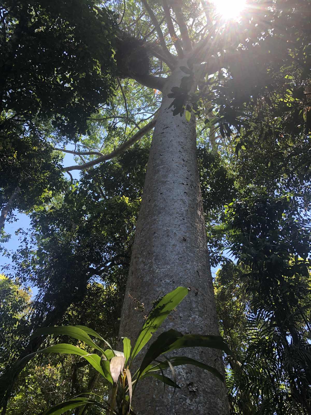 库兰达热带雨林之行是我们选择的第一站，之所以把这当成第一站是因为我们经