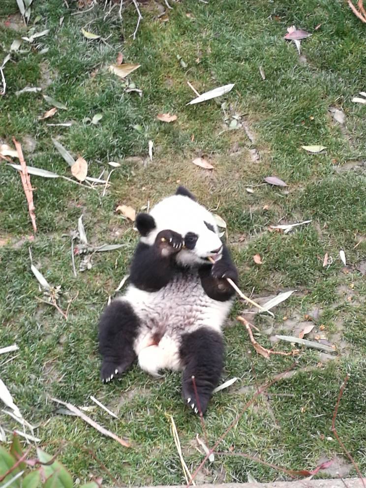 熊猫很可爱，数量很多，有大有小，幸好去的早，走的时候门口人挤满了