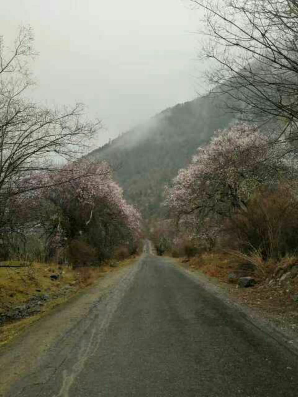 阳春三月川藏线一幅春色盎 然的景象，冰川雪山下林芝各色桃花漫山开放，等