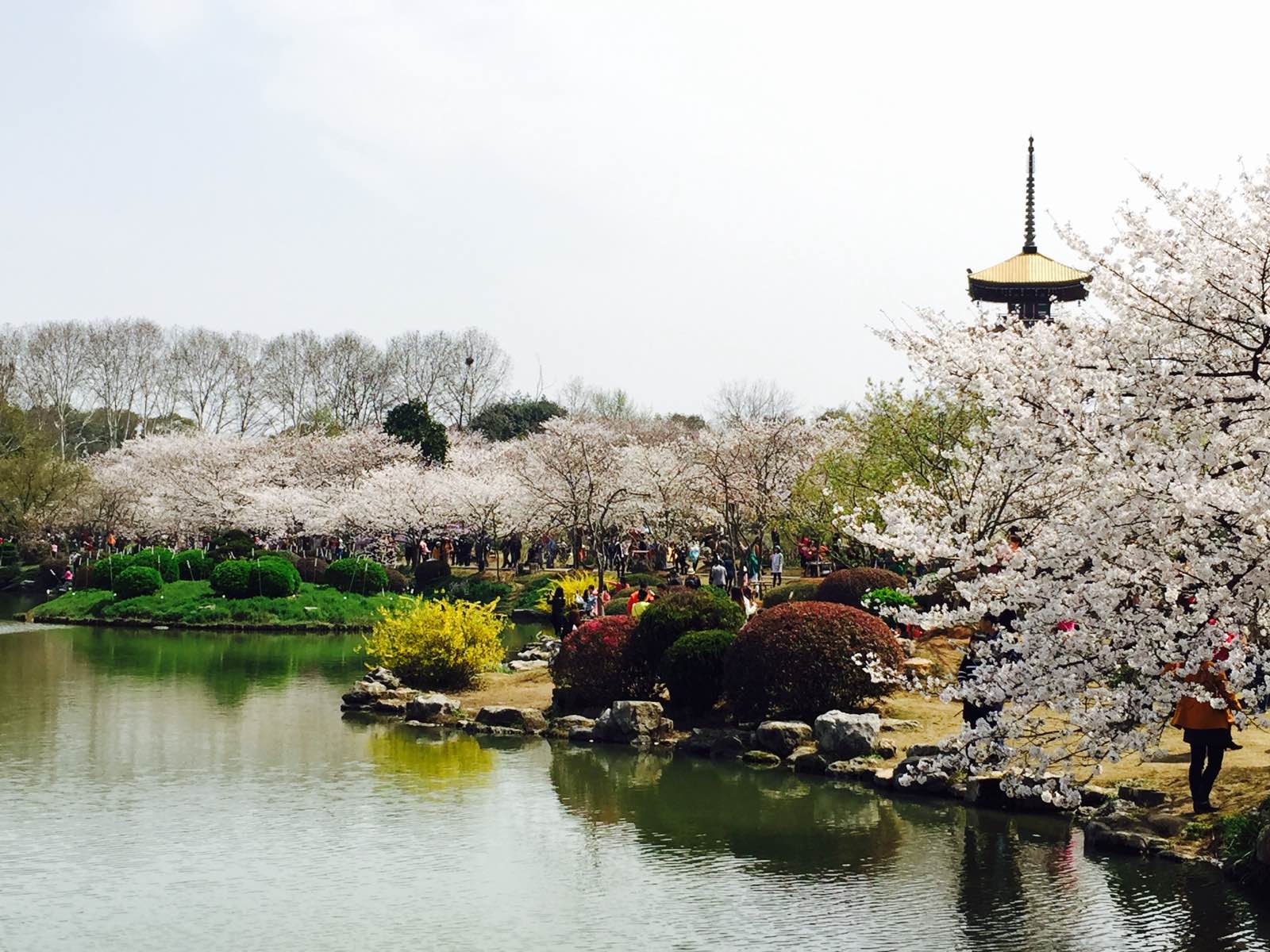 最后一站，东湖樱花园的樱花真的是成片的出现。与油菜花，蝴蝶兰一起成了一