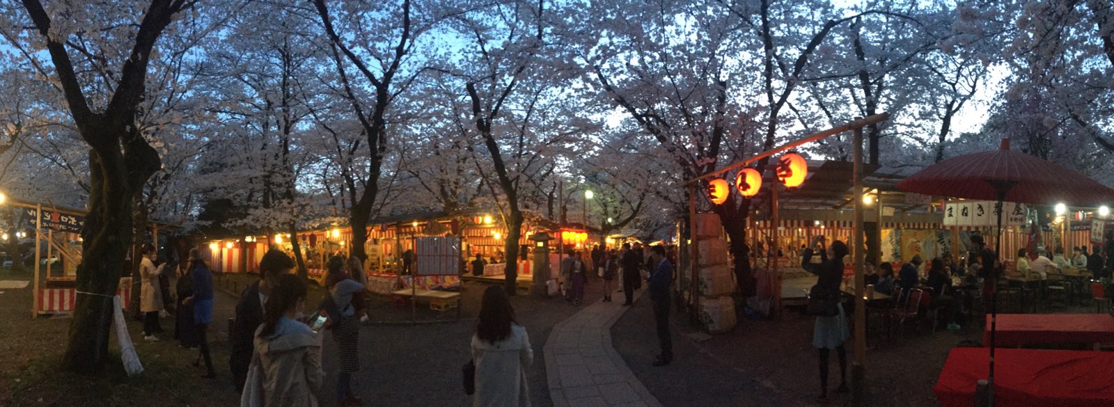 超多樱花树～～～可以在一边赏樱一边吃烤肉～～～终于赏了夜樱啦～～～