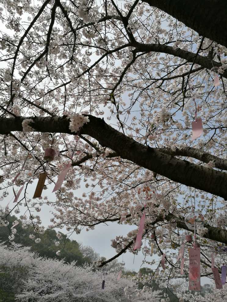 樱花掩映中的樱花楼真是美得没话说，只这一景许是也不比樱花之国日本逊色。
