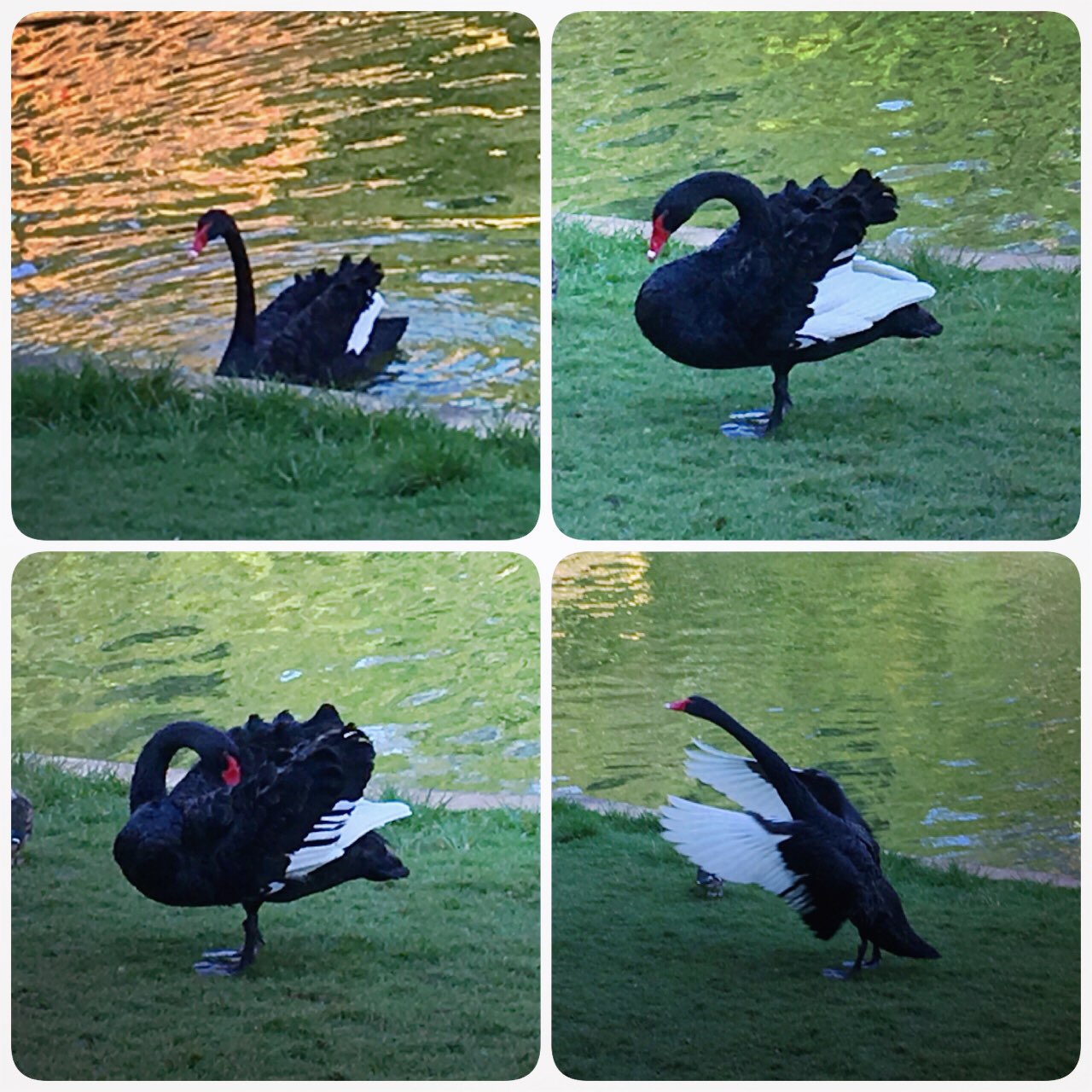 最优雅的黑天鹅，最密集的孔雀放飞，最心动的哈尼族竹竿舞，最悦耳的乐器表