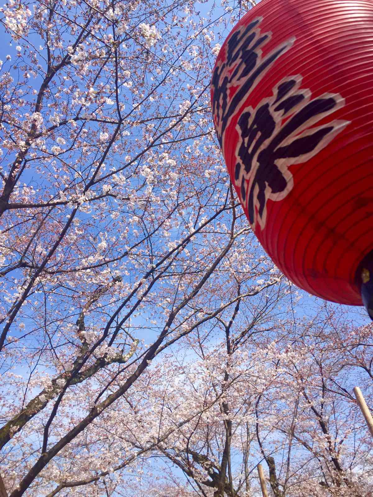 很少有人攻略这个小神社，但在樱花盛开的时候来到京都，平野神社是绝对不可