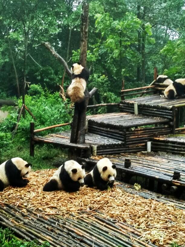 去熊猫基地必须要早点，才能赶上它们喂食。原以为下大雨今天的行程会泡汤，