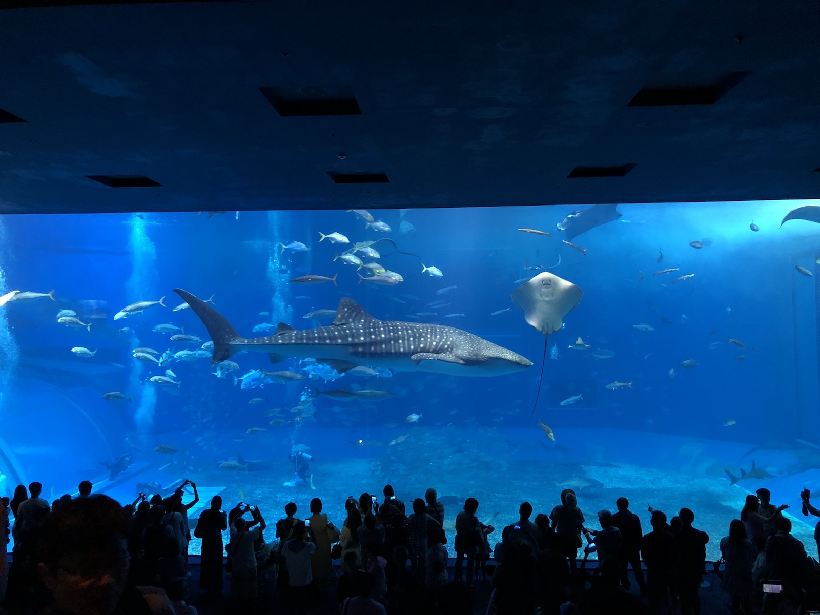 美丽海水族馆是海洋博公园内的收费场馆，里面的黑潮之海水箱也是世界最大的
