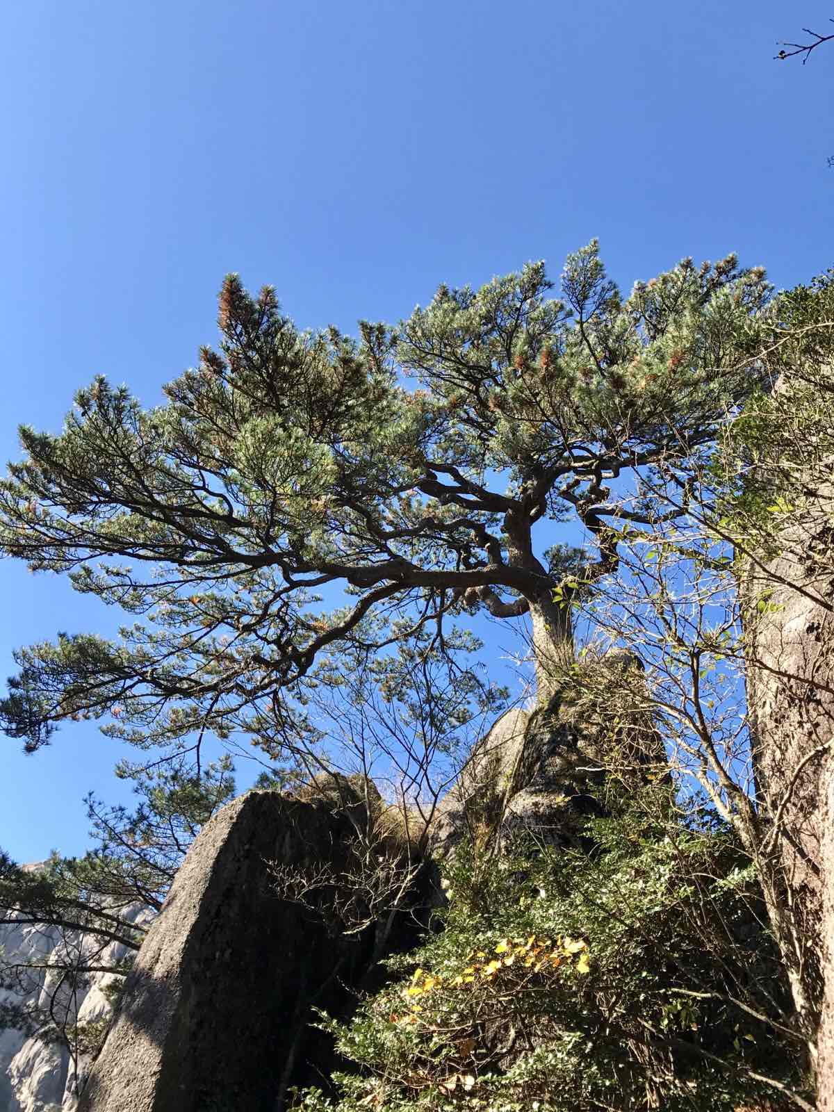 很平常的一颗树，你要是只想看它，只要从慈观阁上来就可以看到这颗历史悠久