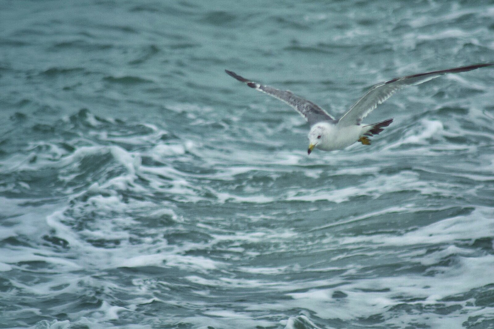 七八月正是出海邂逅海鸟的最佳季节，万鸟岛航线也就成了夏季来长岛的必选路