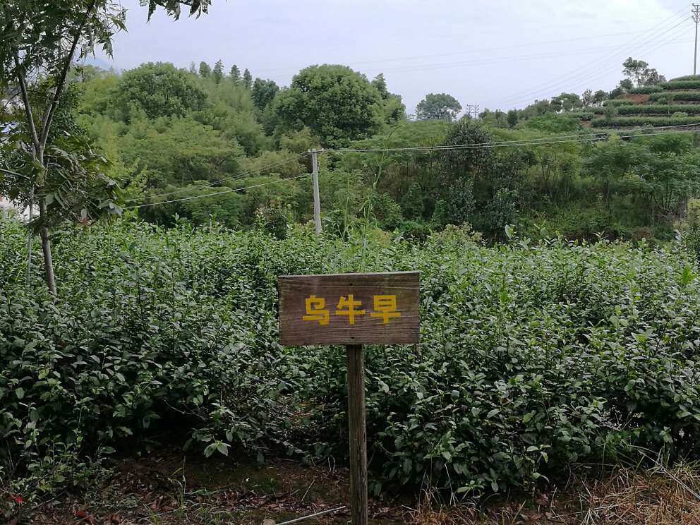 从小茶姑娘民宿步行到大木山骑行茶园，家家户户的茶田。茶叶是"正房"，蔬