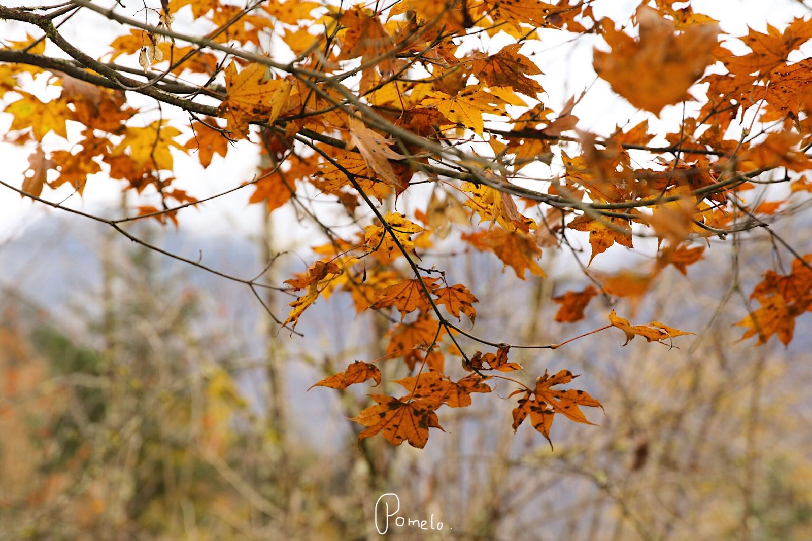 树树皆秋色，山山唯落晖。秋天，不到川西，怎知秋色之美。