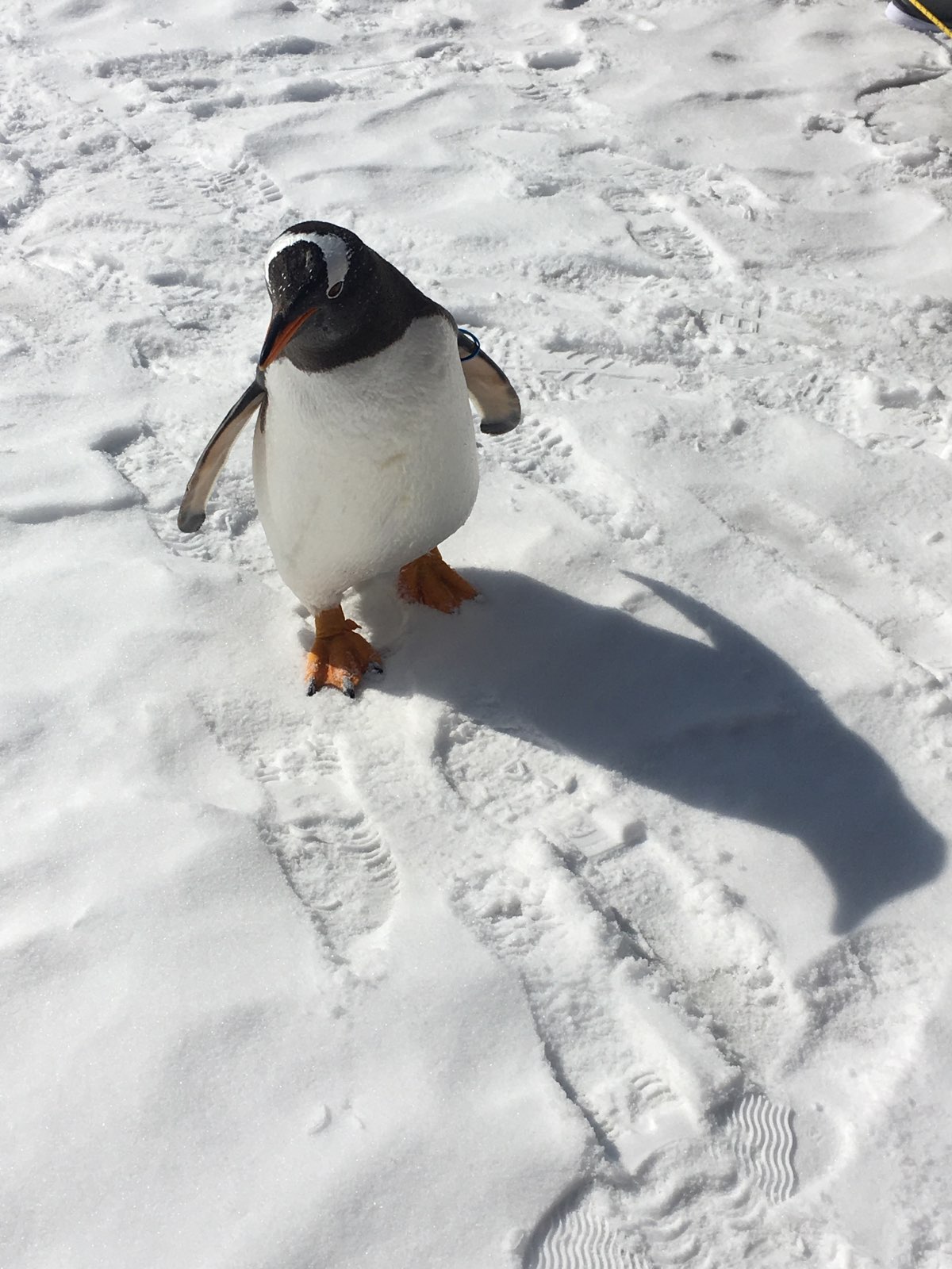 公园其实很小，布置的挺精致。能近距离接触可爱的企鹅，是亲子的好去处。