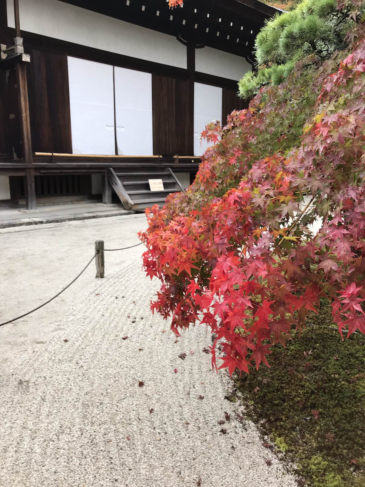 方丈庭院的红叶开始染色了，寺院庭园里还有棵樱花开了吸得不少本地人围着拍