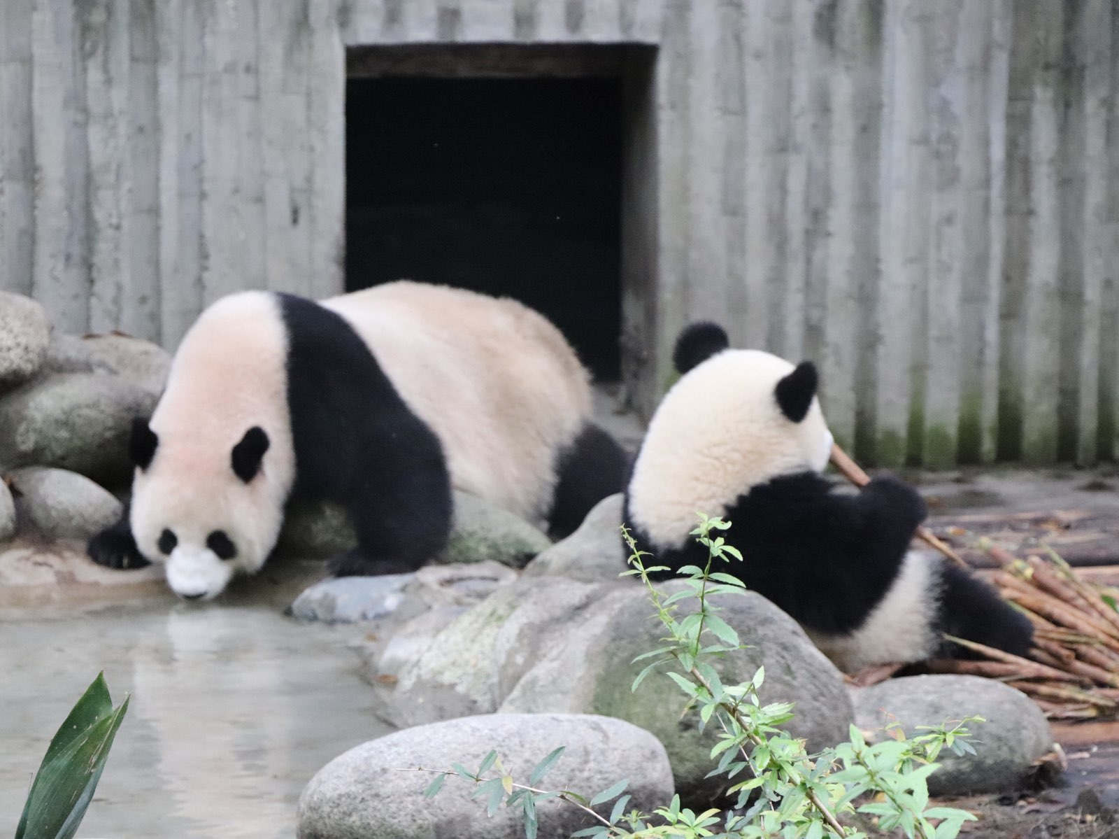 去到成都不到大熊猫繁育基地等于白来！！！熊猫真的巨可爱，不愧是国宝大熊