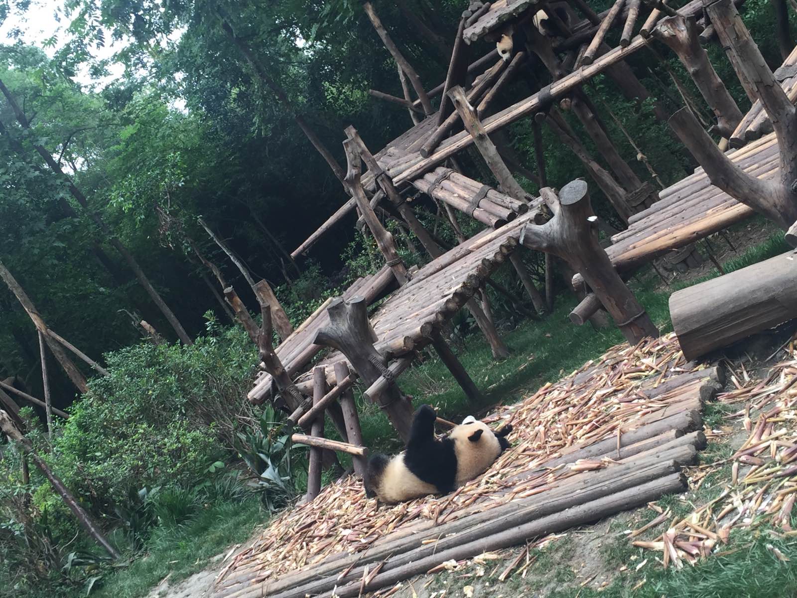熊猫宝宝们吃饱睡睡饱吃，真的非常萌萌哒。从市区开车过去大概一个小时左右