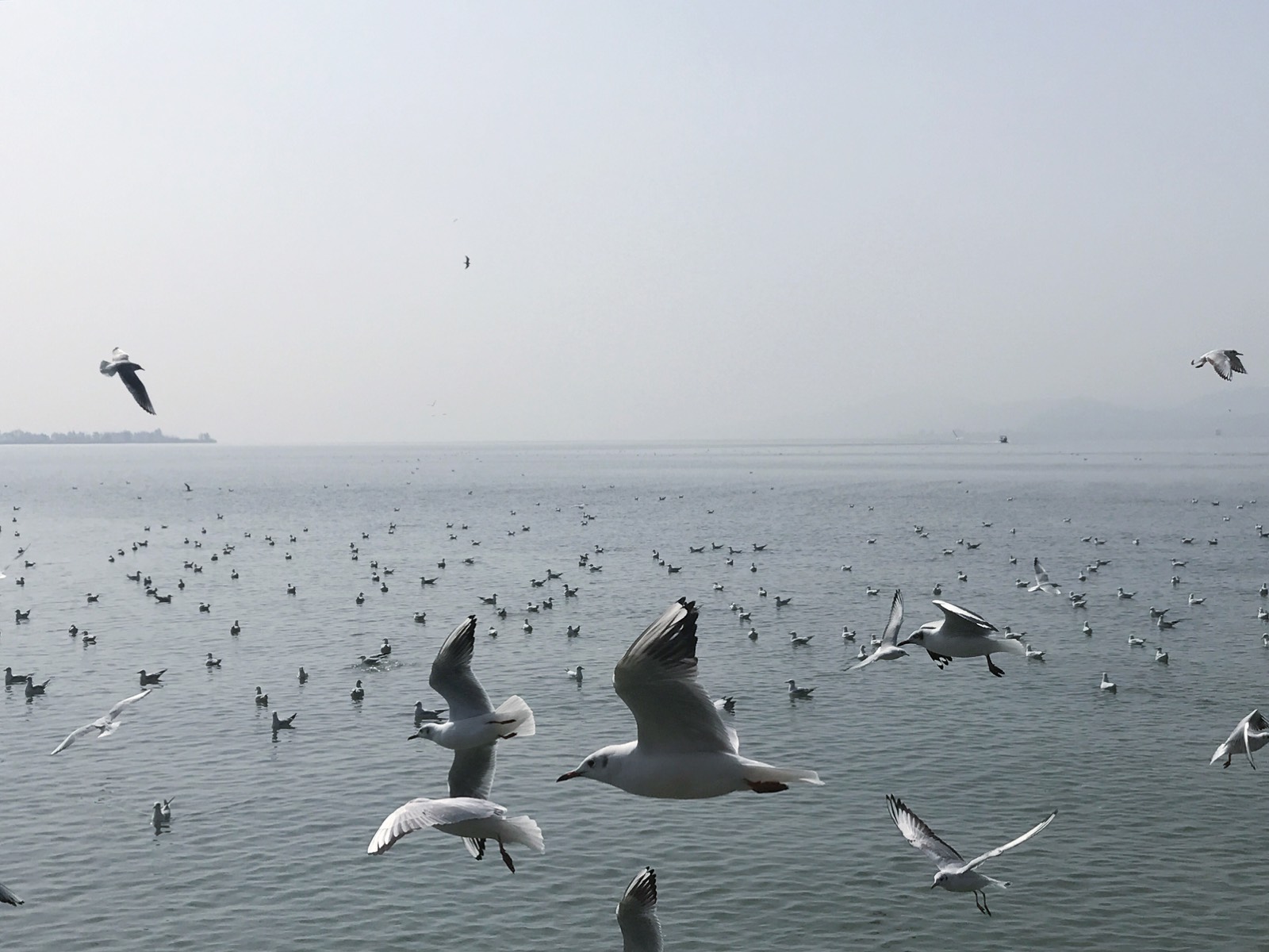 云南滇池是一个众所周知的海鸥聚集之地，真的很美，这个不用多说，但是另一