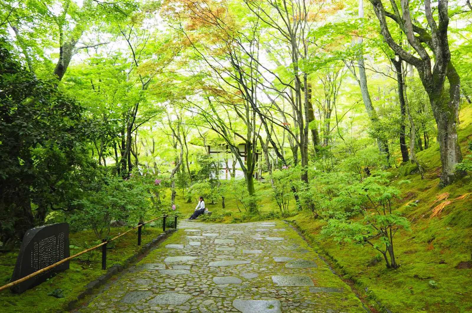 岚山比较出名的是红色小火车和竹林，如果是京都出发的话可以坐到嵯峨野（w
