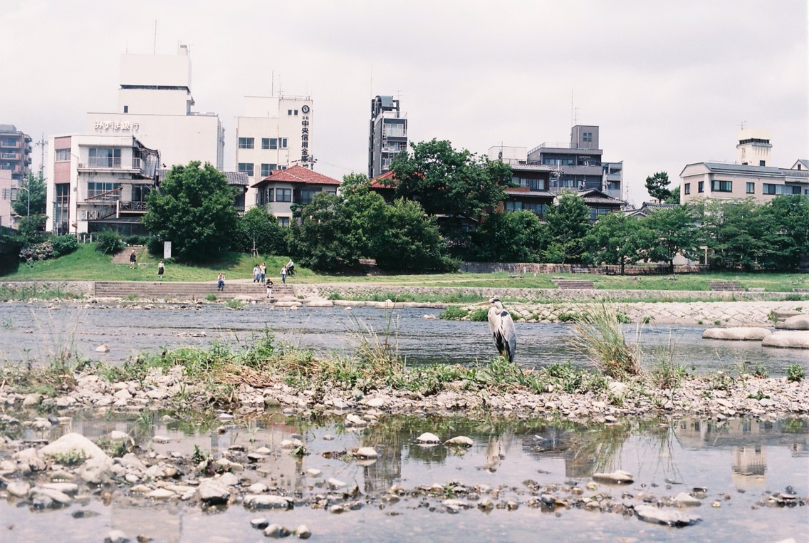 很喜欢鸭川。想了下这趟日本最喜欢的几个地方居然都和水相关。第一次去鸭川