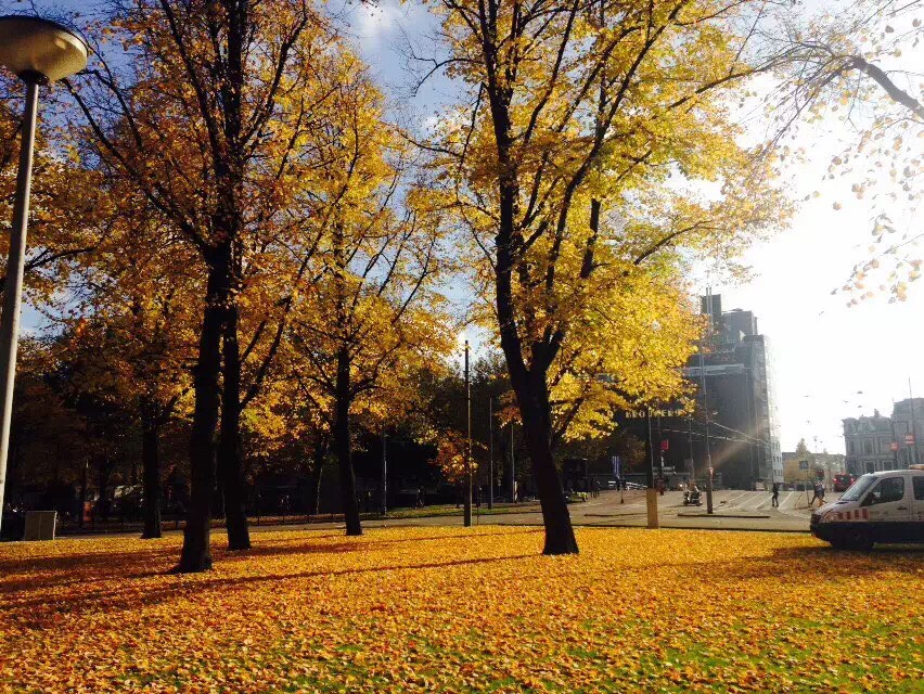 从喜力博物馆出来有一个小广场，秋天落叶满地，金黄金黄的，美的很。