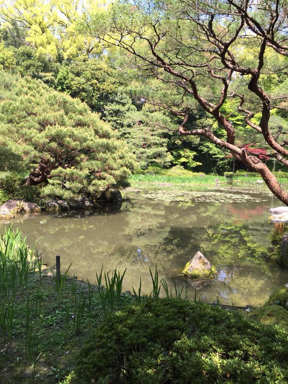 御苑算是典型的日本园林 看到别人结婚