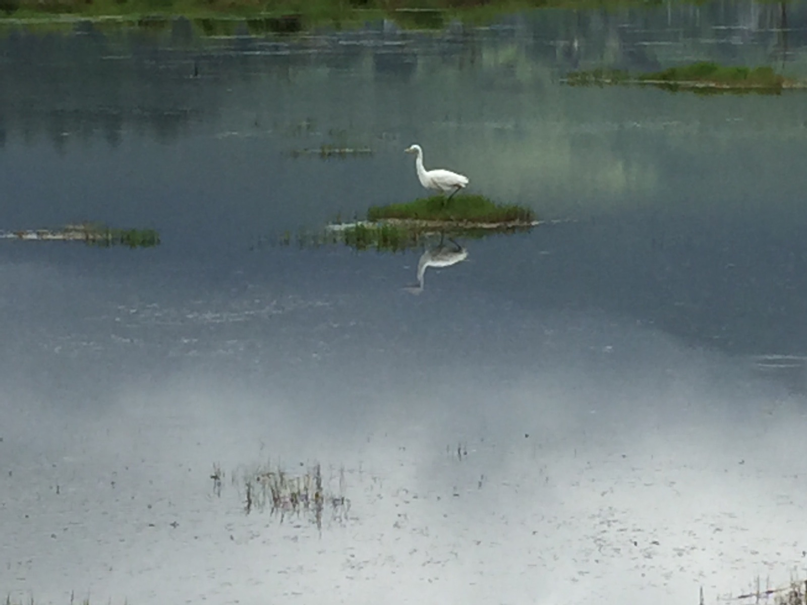 在湿地里看到了好多种鸟和各种漂亮的花，可以很近距离的观察鸟，幸亏有个认