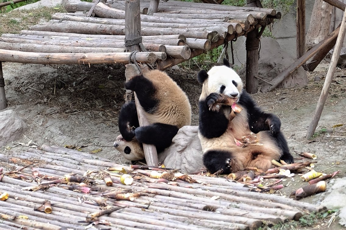 大熊猫不太多，而且都懒懒的～只有三四只比较活泼，周围就无数的人…但是大