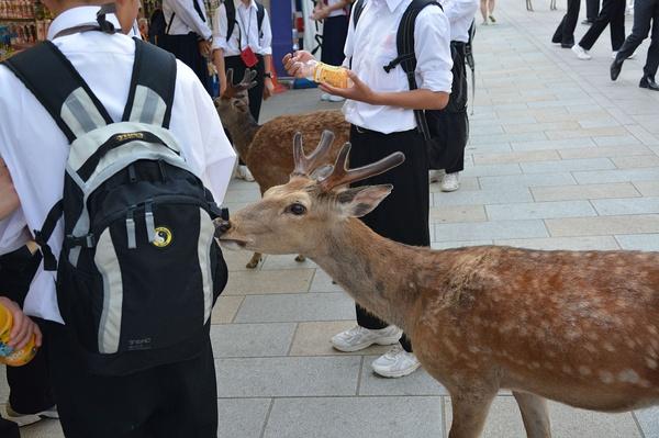 一直就听说奈良大街上都是鹿，它们生活的比人还舒服，就很想去实地看看是怎