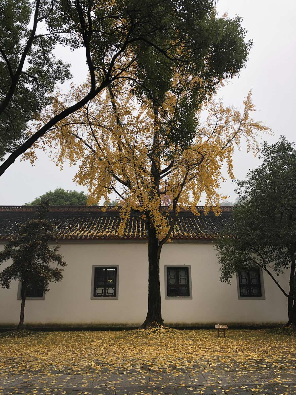 岳麓书院 带来惊喜的是银杏树！秋冬季节去正好可以欣赏到满地金黄的落叶！