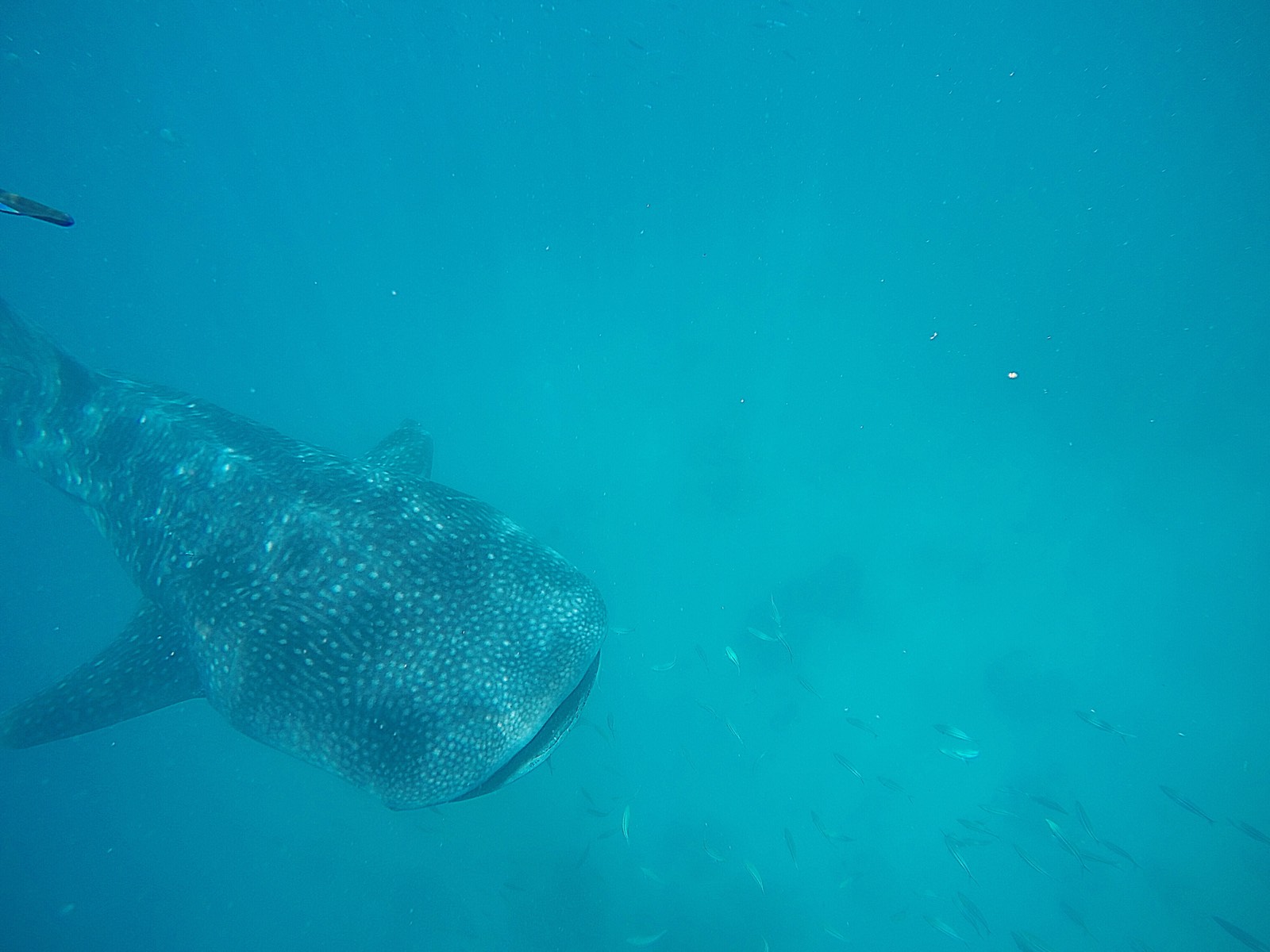 非常棒，第一次在水下接触这么大只的动物，鲸鲨。      到了看鲸鲨点