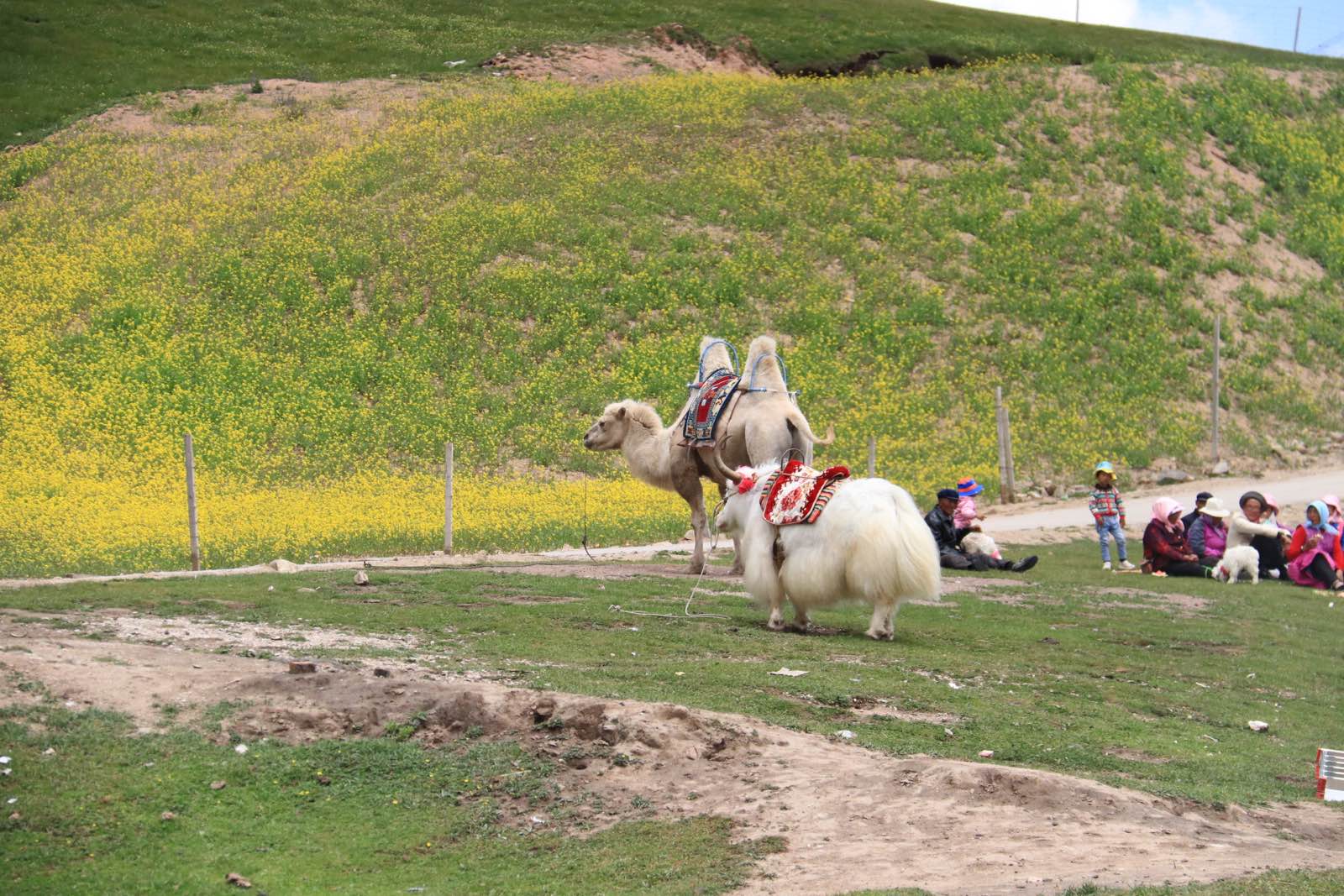 途径日月山，海拔不断攀高，传说文成公主远嫁吐鲁番路径此地，非常思念故乡