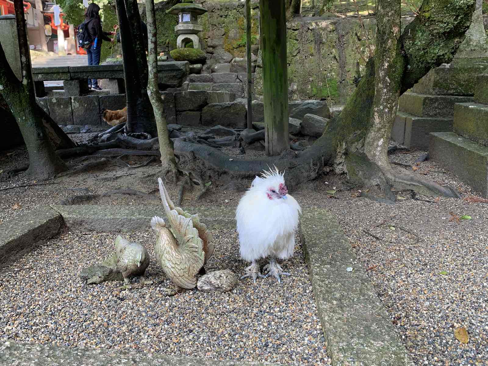 这是个，供奉鸡的神社，所以，神社里有鸡！！！在天理比较山的神社，从天理