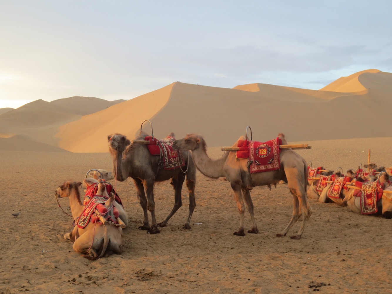去鸣沙山骑骆驼一定要早，否则等太阳☀出来后会很热，我们早上六点已经在景