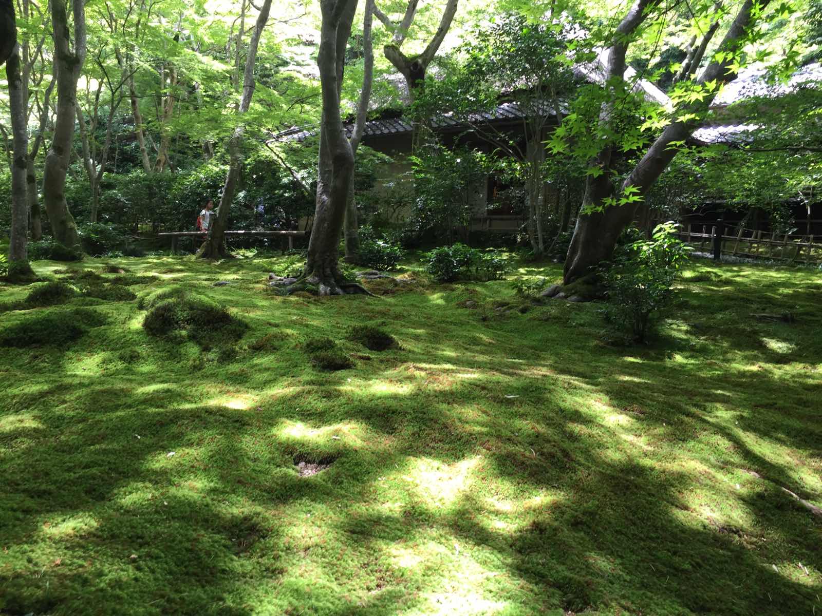我最爱的一个庭院，好像进入了宫崎骏的动画世界里！绿得一塌糊涂，绿得不能