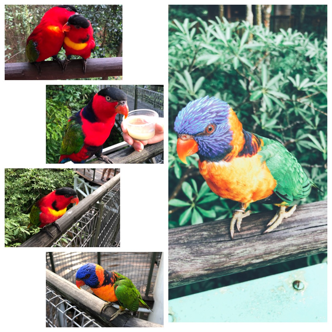很值得去，虽然新加坡动物园也有一部分鸟类，但是还是很推荐飞禽公园，棉姐