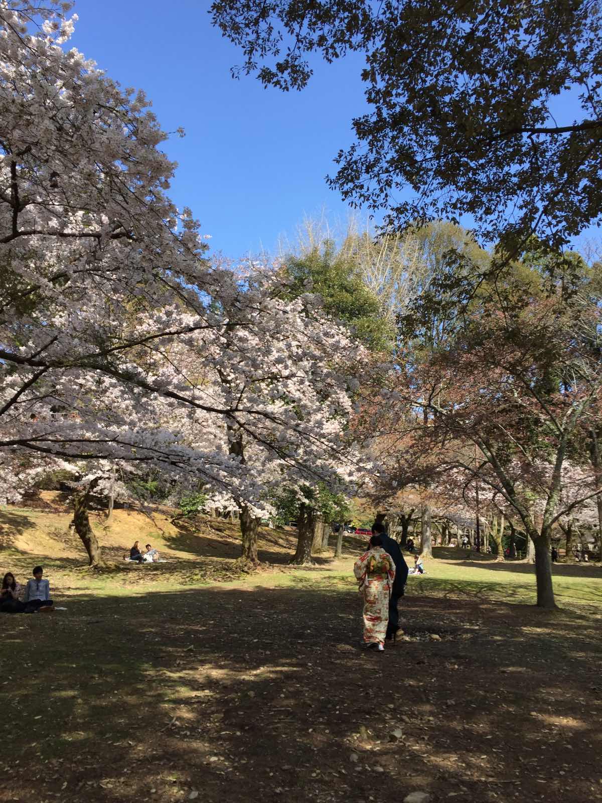 奈良公园是位于二月堂南侧春日大社北侧的一片草地，穿过一片樱花林，突然间