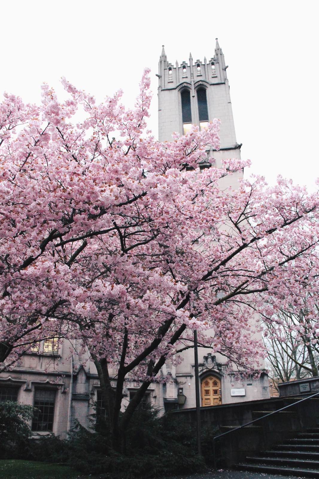 华盛顿大学就樱花附近的几栋教学楼，和樱花一搭，跟个小城堡一样。两片樱花