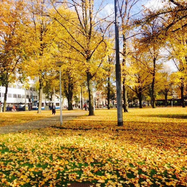 从喜力博物馆出来有一个小广场，秋天落叶满地，金黄金黄的，美的很。