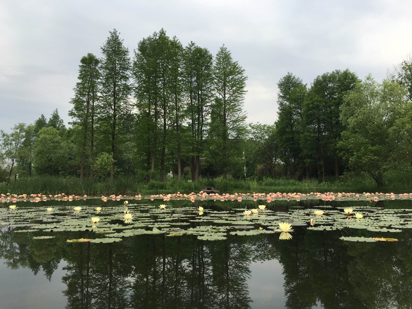 杭州西溪国家湿地公园。花朝节。