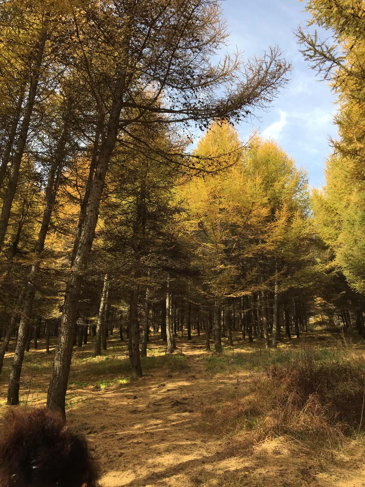 景色很美，秋天的颜色是黄棕相间，很有层次感！尤其喜欢路旁的树林，地上都