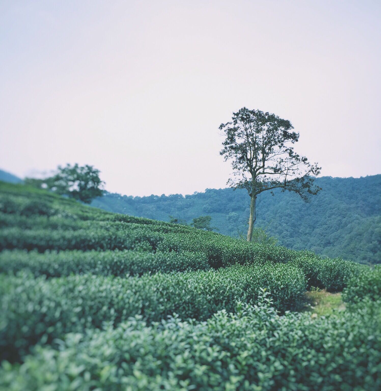 此次沿龙井下山只为找十里琅珰的牌坊，到了龙井村找一间茶室品茶那是极好的