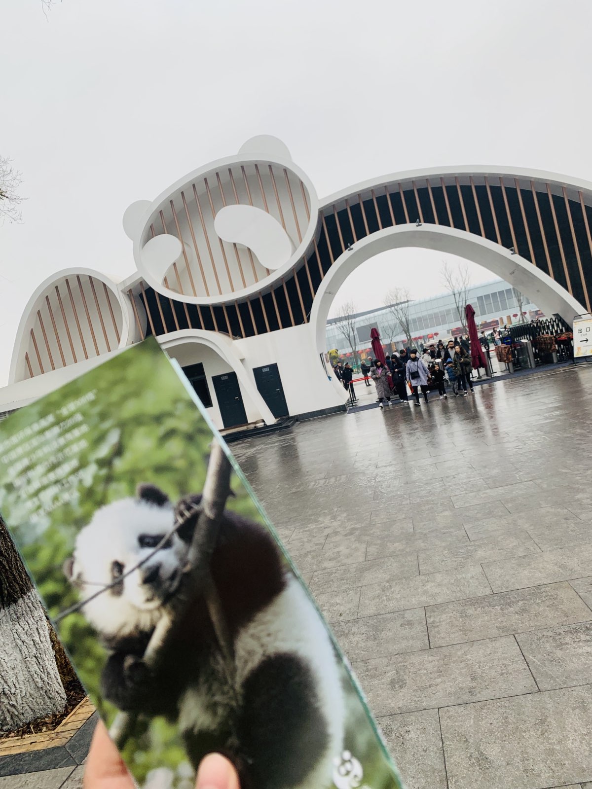 大熊猫繁育研究基地在成都东北山区，距离市区倒也不远。基地不大，早起的话