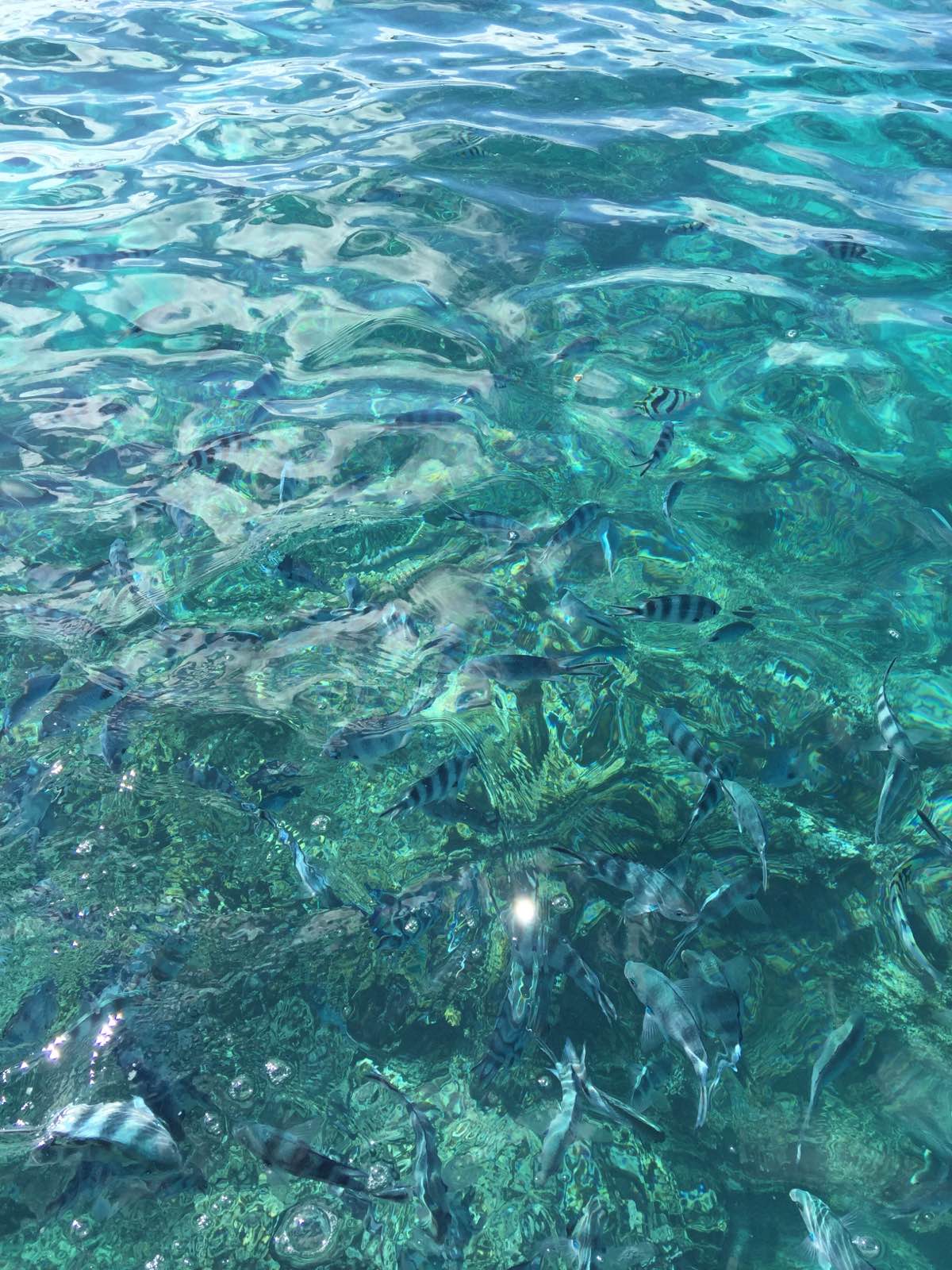 水很清，乘玻璃窗看到水下的珊瑚，色彩斑斓的鱼，还可以浮潜看水下景色，撒