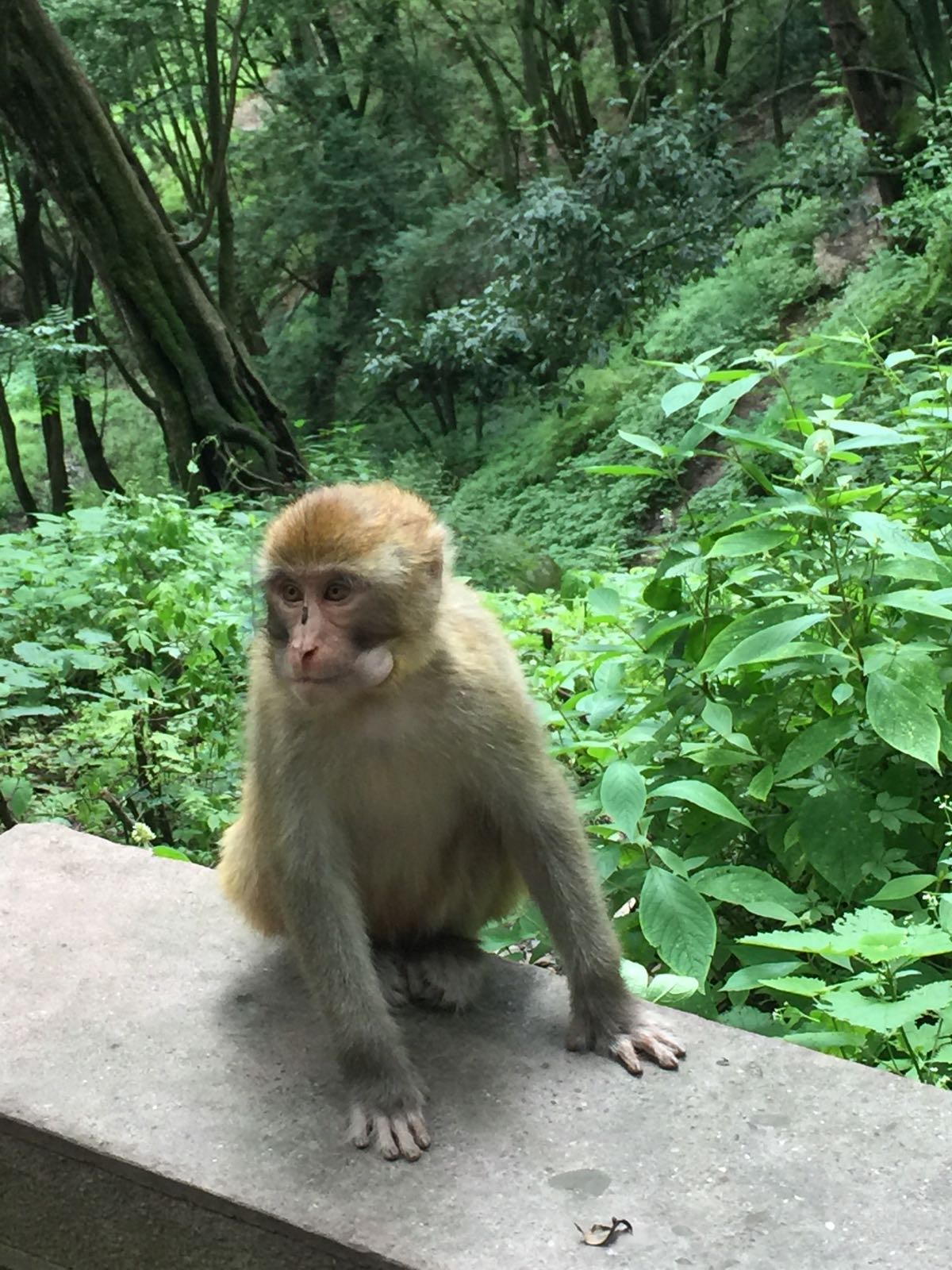 石宝山石钟寺的猴子很多，有很多母子猴，有时会追着人要吃的，还会和人用眼