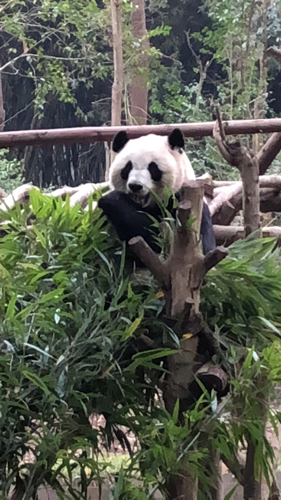 熊猫特别可爱，很可惜去的时候没有开放熊猫保育员计划，没有预约到摸熊猫，