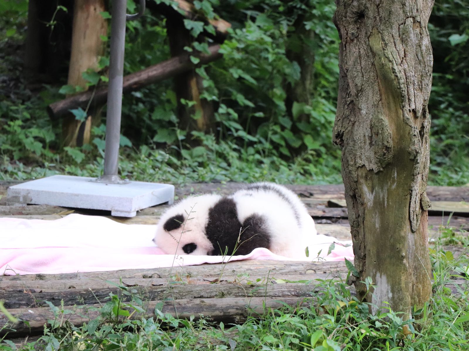 去到成都不到大熊猫繁育基地等于白来！！！熊猫真的巨可爱，不愧是国宝大熊