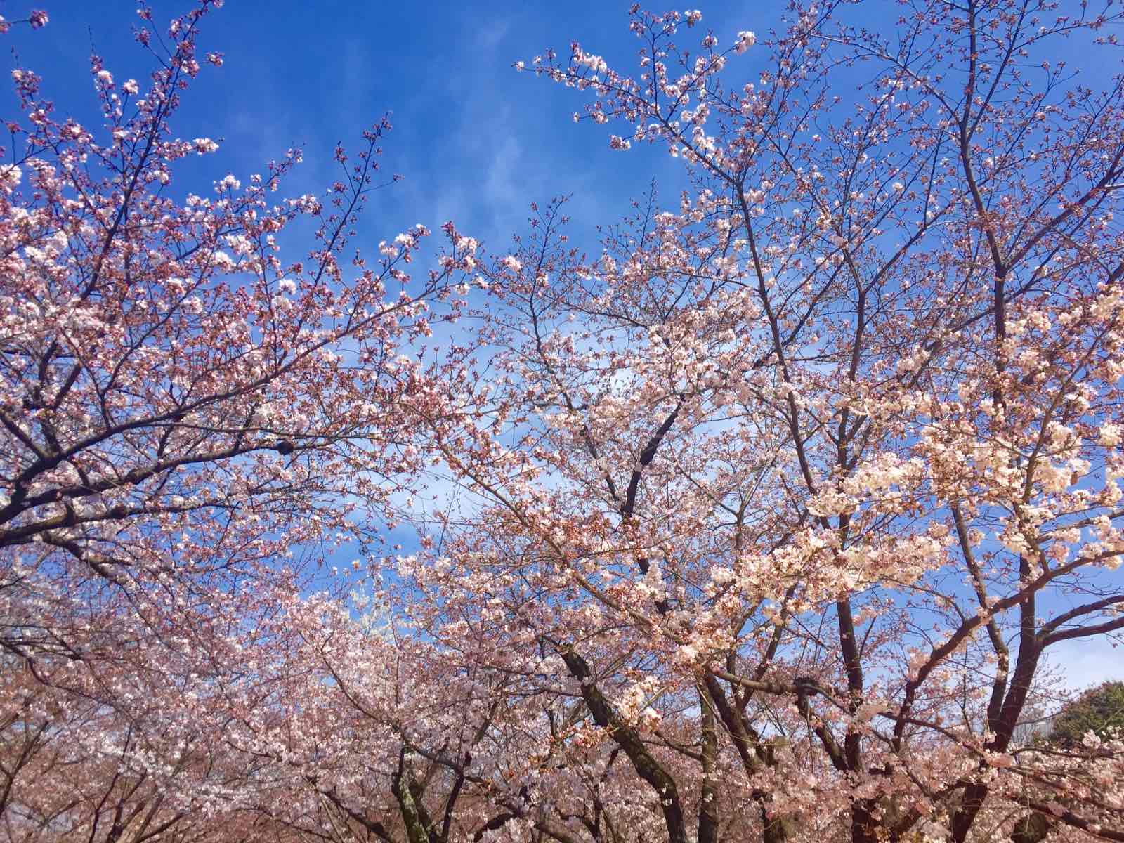 很少有人攻略这个小神社，但在樱花盛开的时候来到京都，平野神社是绝对不可