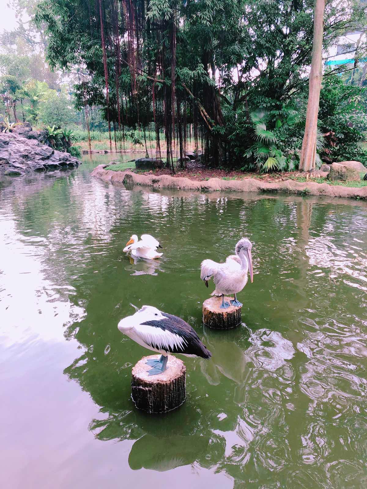 很值得去，虽然新加坡动物园也有一部分鸟类，但是还是很推荐飞禽公园，棉姐