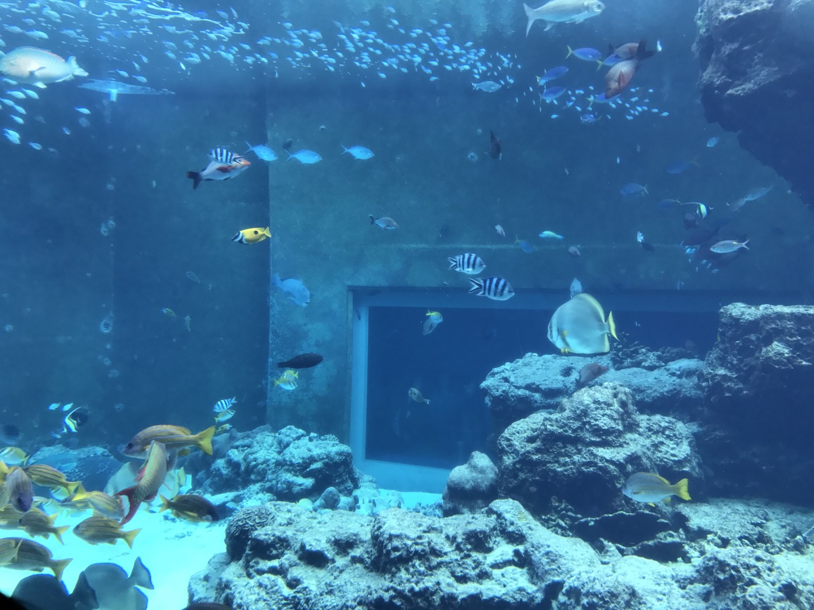 我是水族館控，腳總會默默的往水族館移動…沖繩水族館的優勢是除了海洋館和