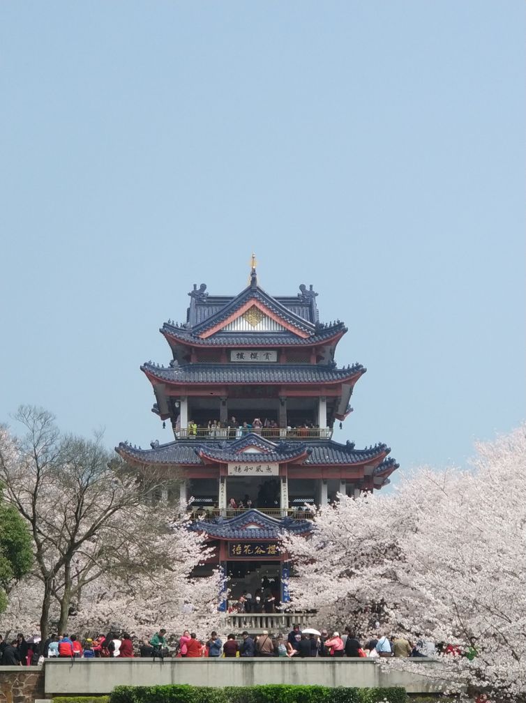 樱花掩映中的樱花楼真是美得没话说，只这一景许是也不比樱花之国日本逊色。